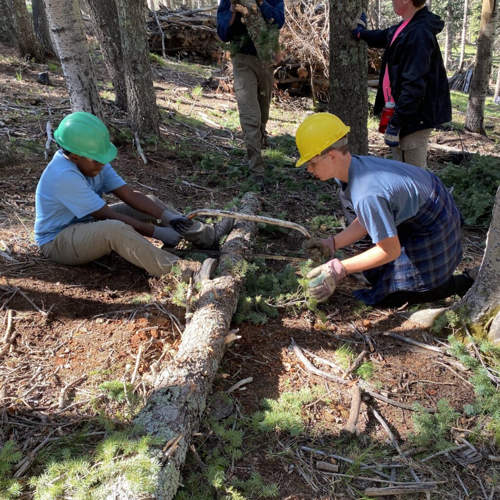 sawing trees